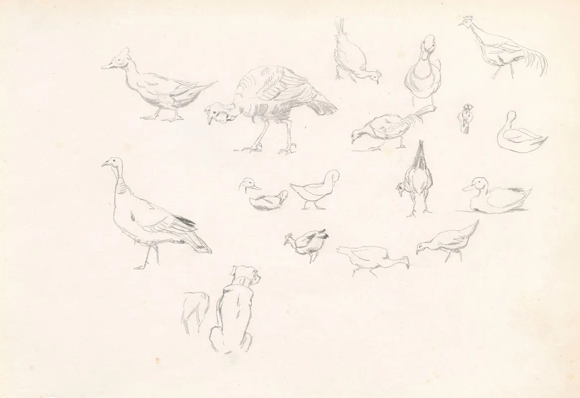 Poultry And A Dog