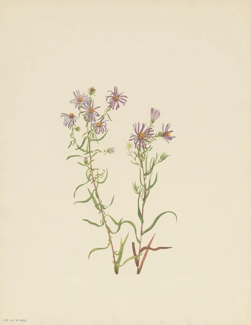 Prairie Aster Aster Campestris 3