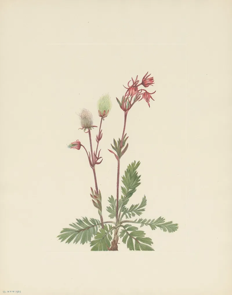 Prairie Smoke Sieversia Ciliata 3