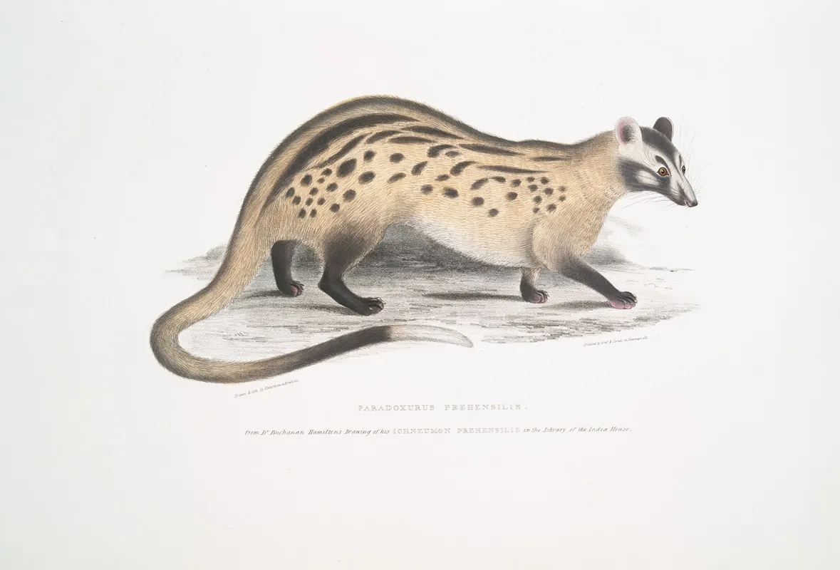 Prehensile Paradoxurus Paradoxurus Prehensilis