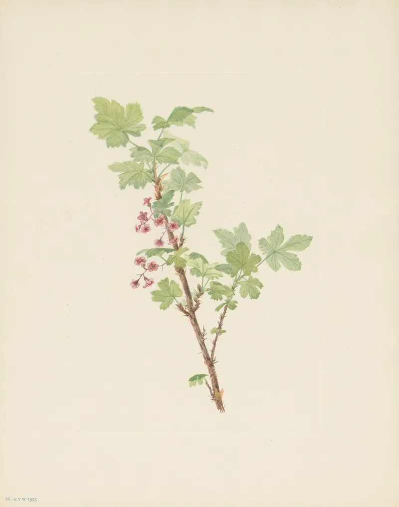 Prickly Currant Flower Ribes Lacustre 2
