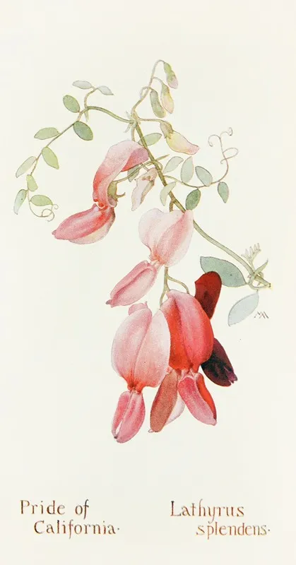 Pride Of California by Margaret Armstrong - Canvas Print