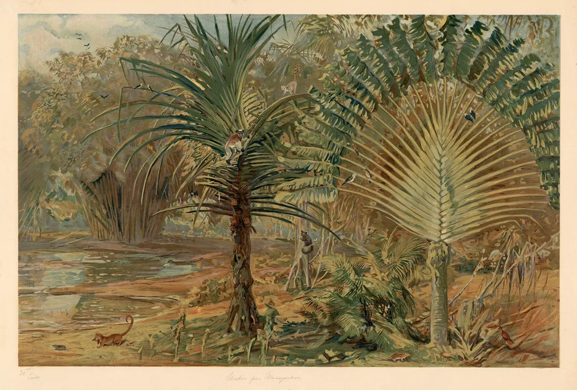 Primeval Forest In Madagascar