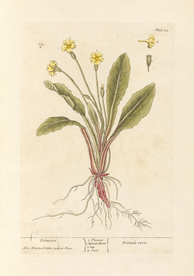 Primrose 2
