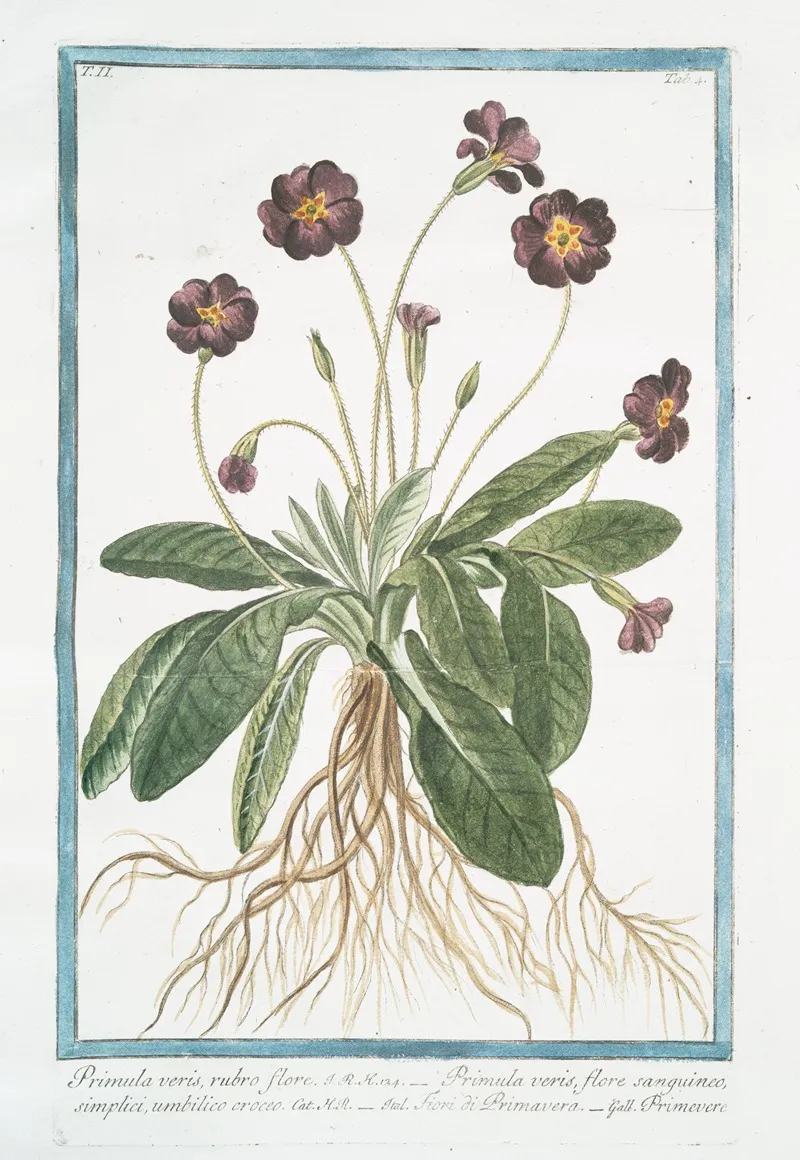 Primula Varis Rubro Fiore Primula Veris Flore Sanguineo Simplici Umbilico Croceo Fiori Di Primavera Primevere
