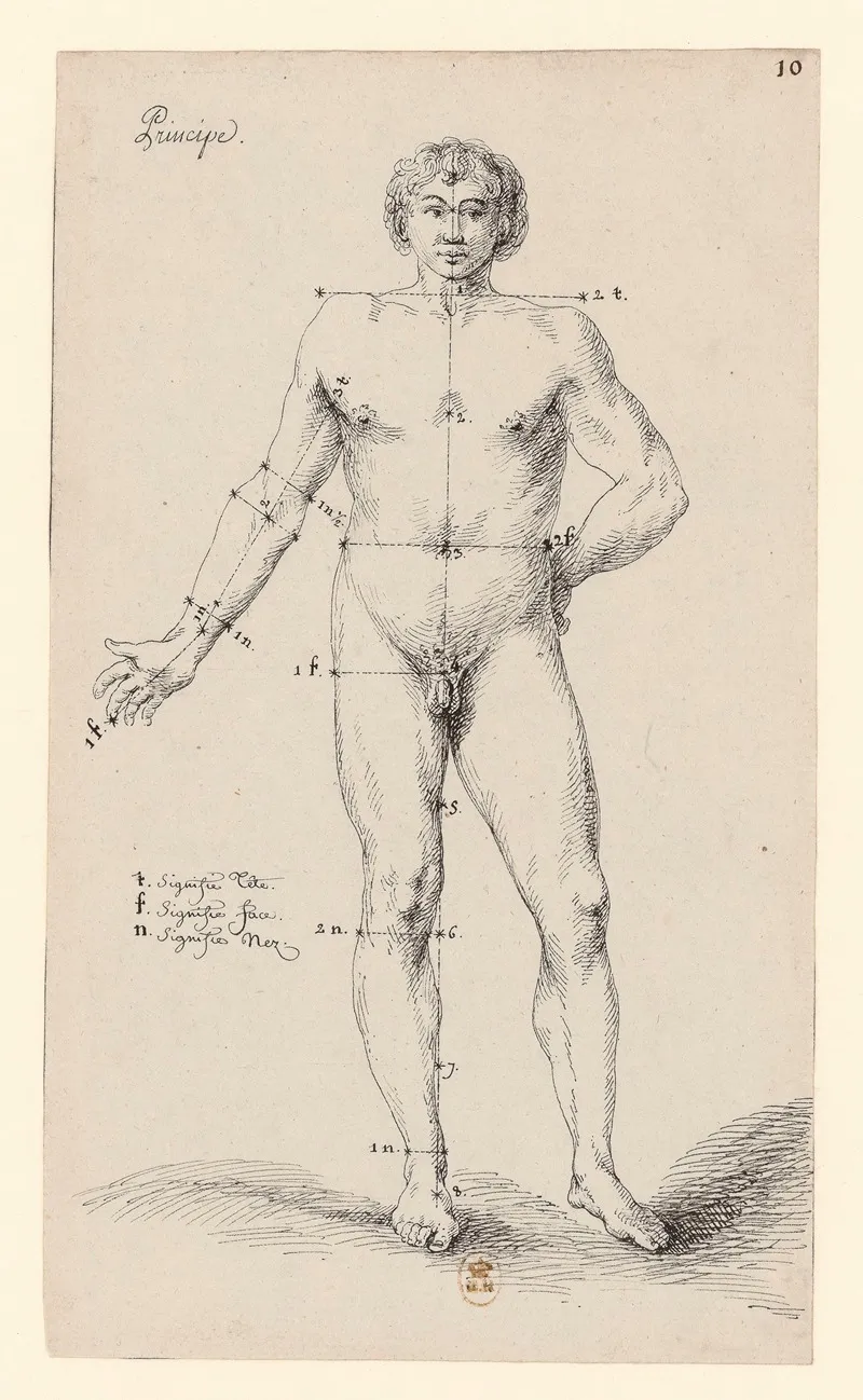 Principe Anatomie Masculine