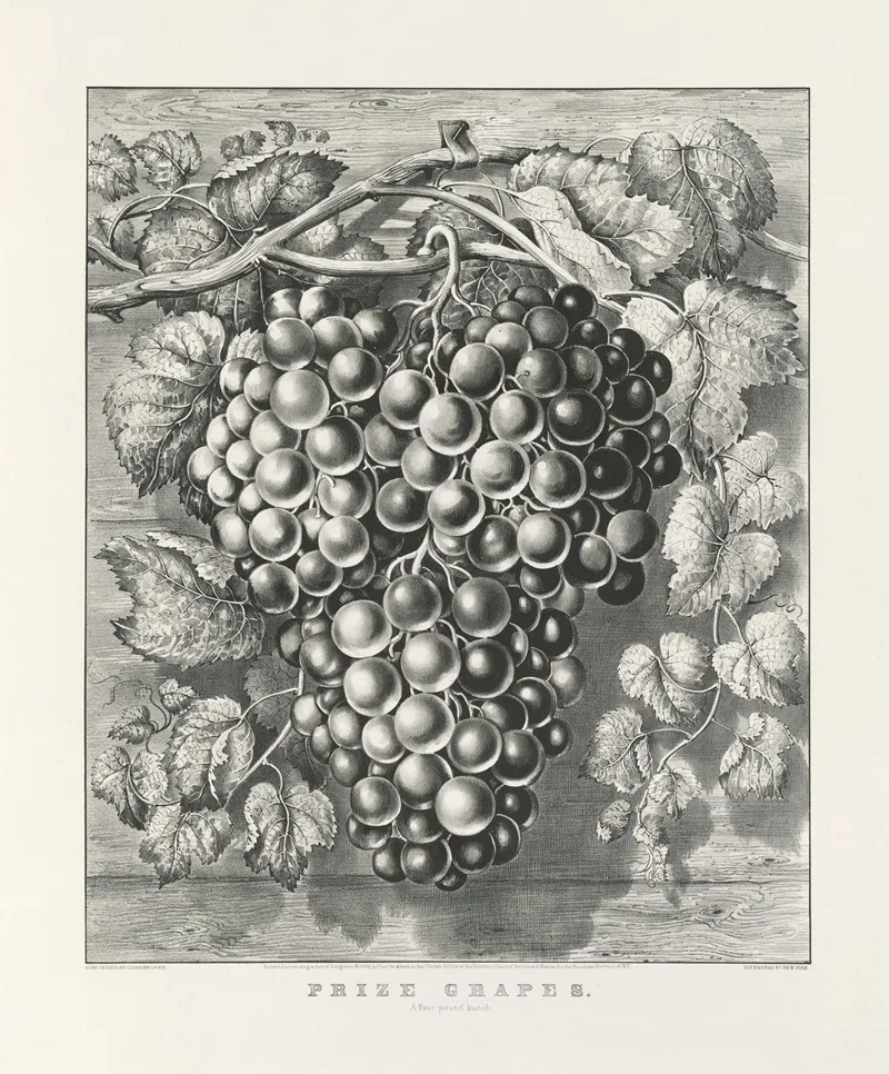 Prize Grapes A Four Pound Bunch