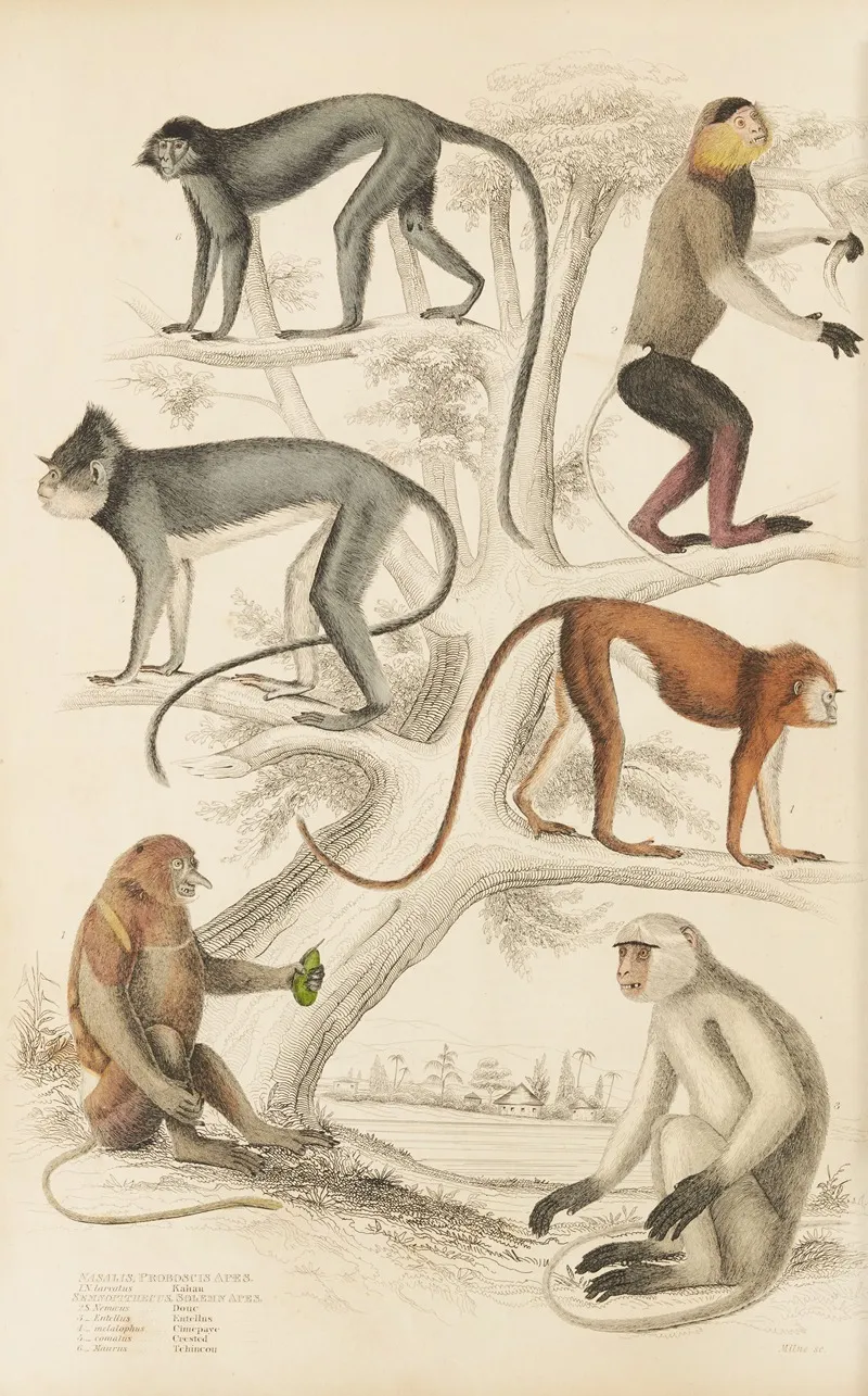 Proboscis Apes Solemn Apes by William MacGillivray - Canvas Print