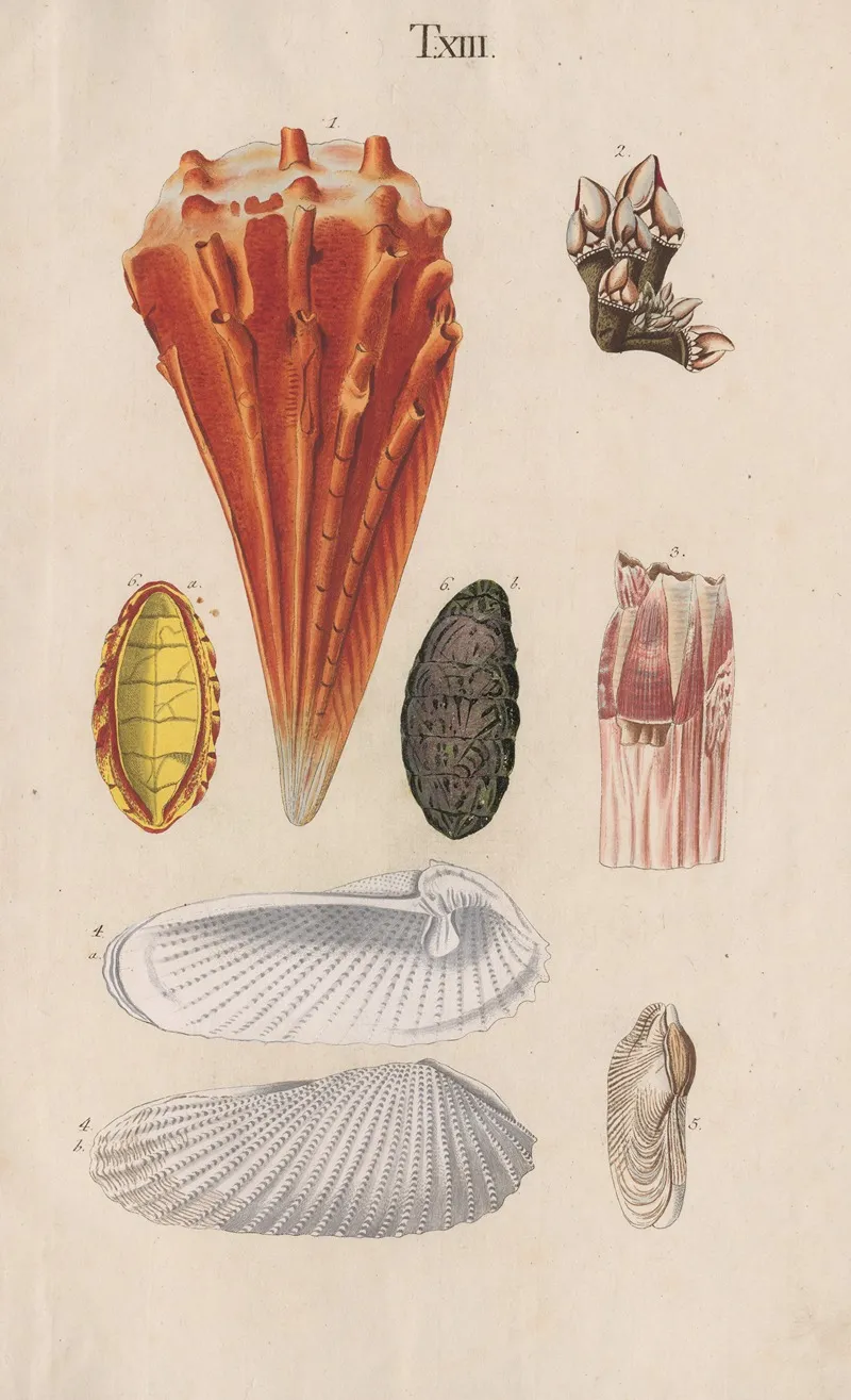 Prodromus In Systema Historicum Testaceorum Pl 13