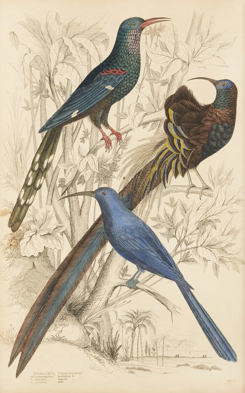 Promerops by William MacGillivray - Canvas Print