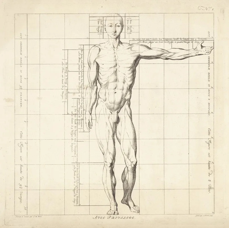 Proportional Study Of A Mans Body