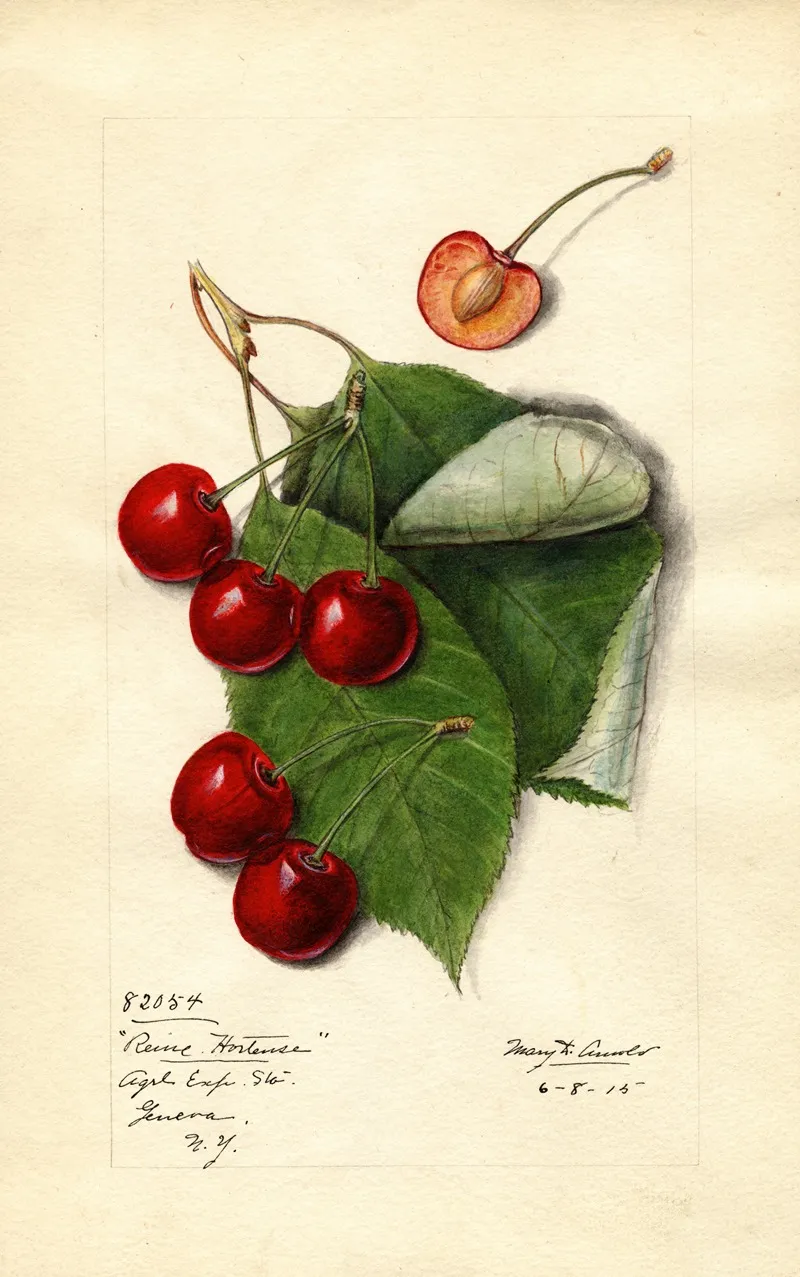Prunus Avium Reine Hortense
