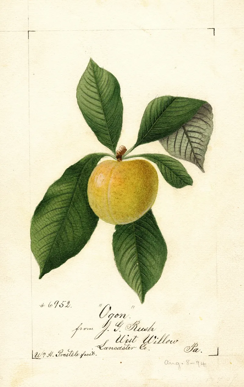 Prunus Domestica Ogon