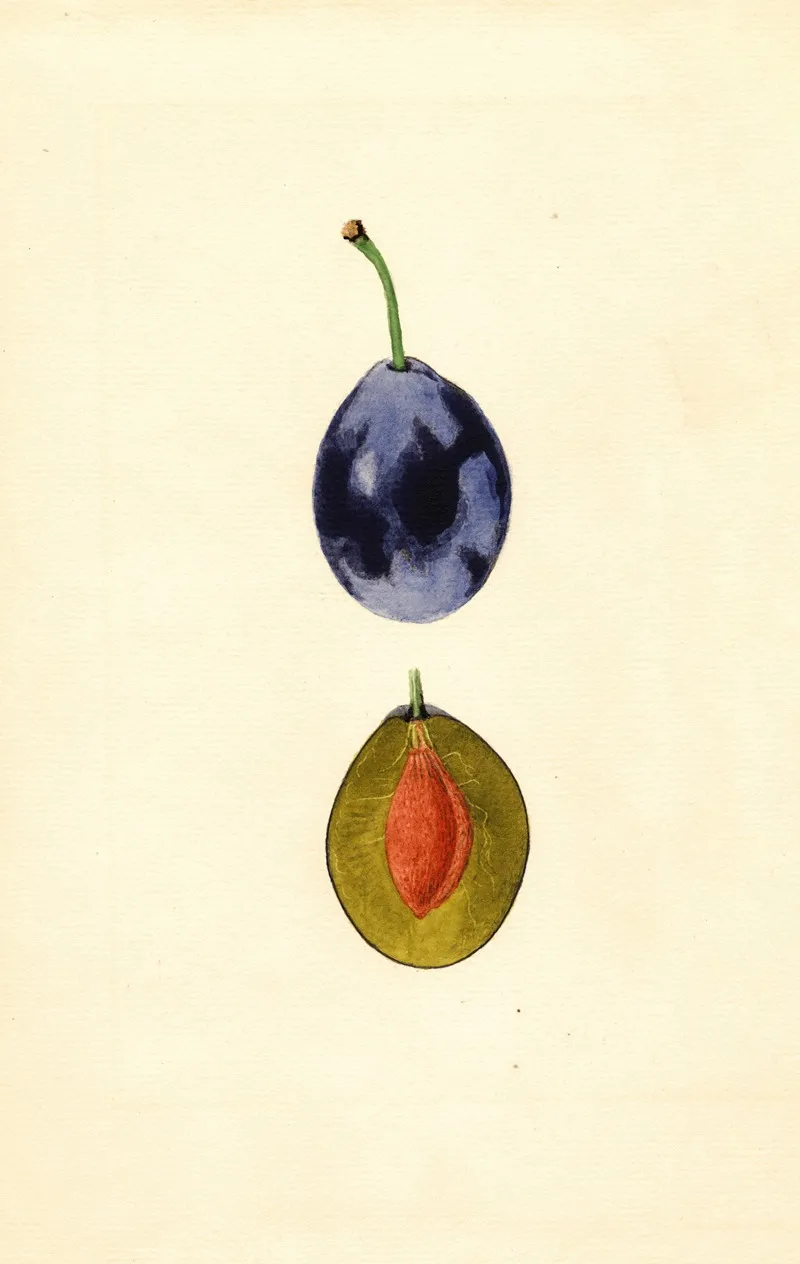 Prunus Domestica Stanley