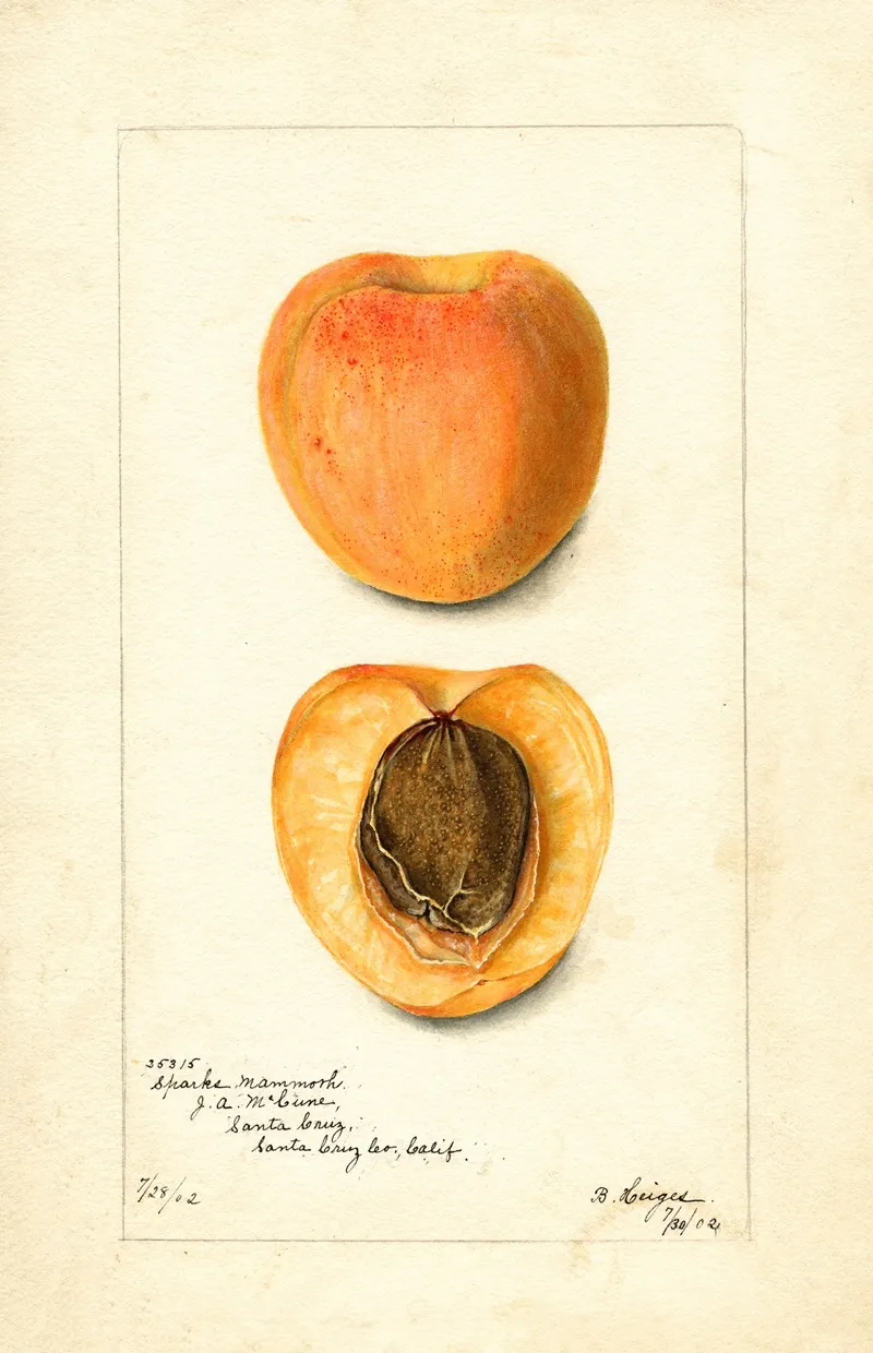 Prunus Mume Sparks Mammoth by Bertha Heiges - Canvas Print