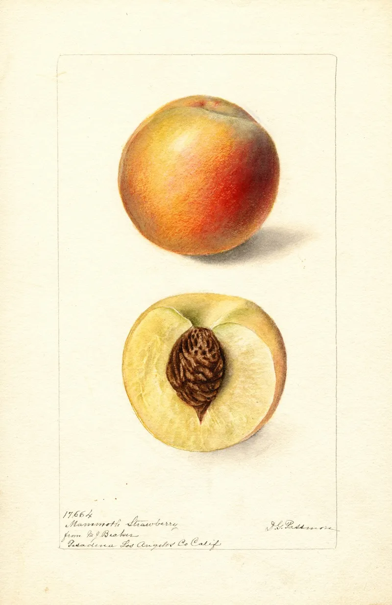 Prunus Persica Mammoth Strawberry by Deborah Griscom Passmore - Canvas Print