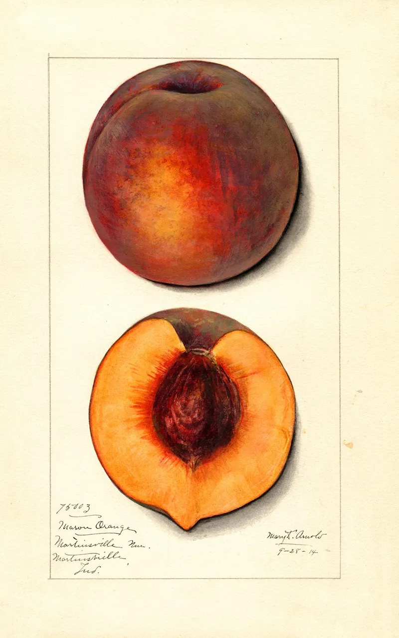 Prunus Persica Masons Orange