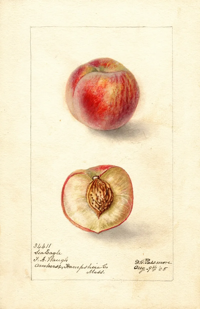 Prunus Persica Sea Eagle