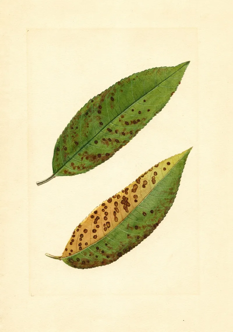 Prunus Persica Triumph