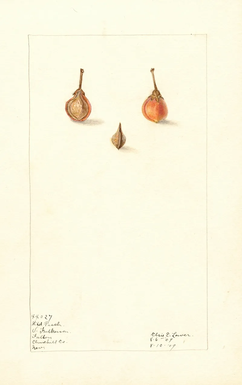Prunus Persica Wild