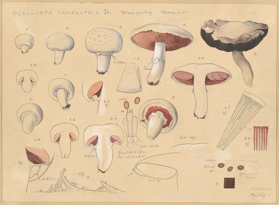 Psalliota Campestris L by Hans Walty - Canvas Print