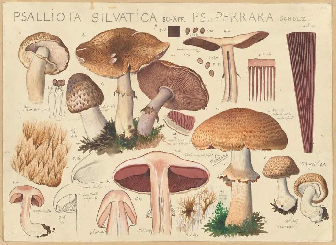 Psalliota Silvatica Schaff Ps Perrara Schulz