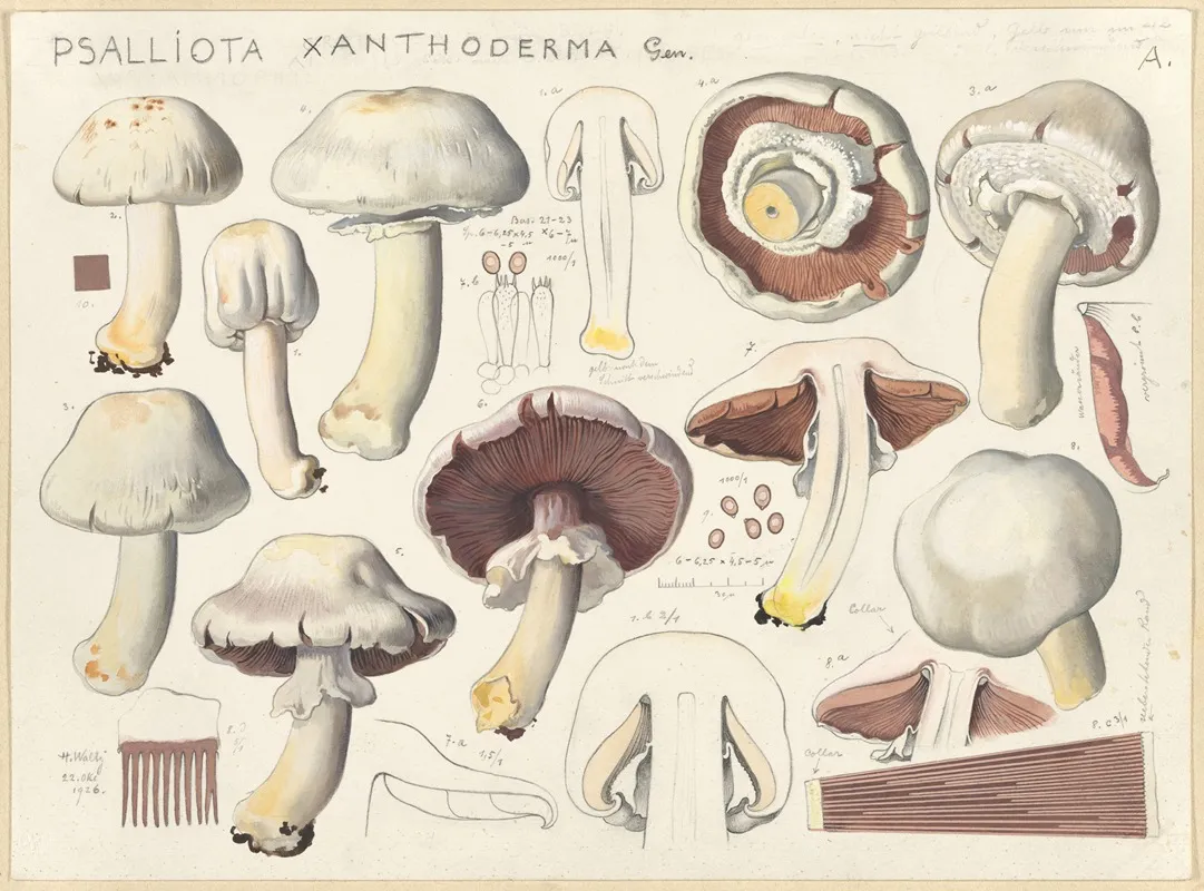 Psalliota Xanthoderma Gen