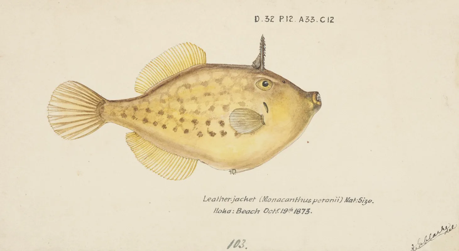 Pseudomonacanthus Peroni