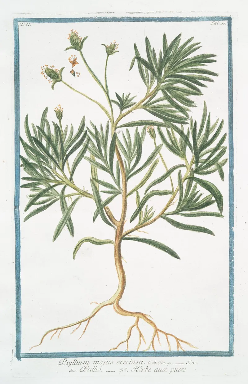 Psyllium Majus Erectum Psillio Herbe Aux Puces Flea Seed Ispaghula Spogel