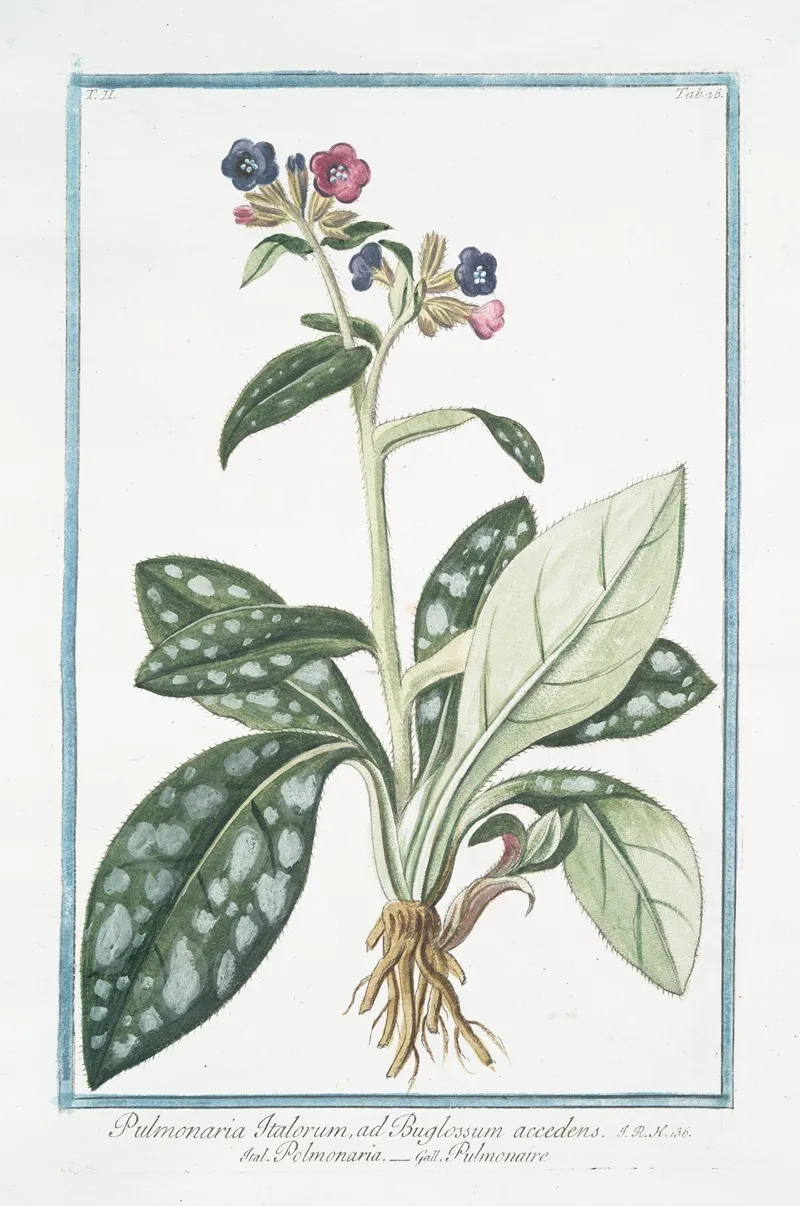 Pulmonaria Italorum Ad Buglossum Accedens Polmonaria Pulmonaire Lungwort