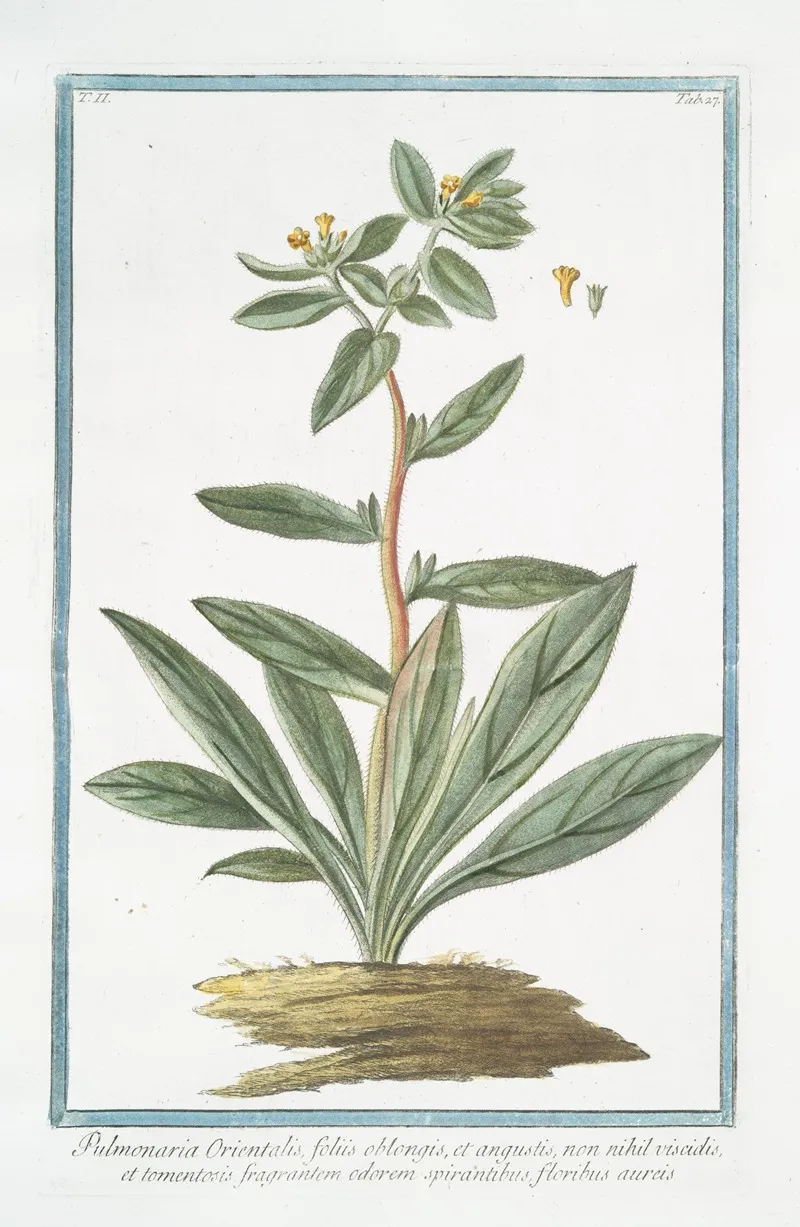 Pulmonaria Orientalis Foliis Oblongis Et Angustis Non Nihil Viscidis Et Tomentosis Fragrantem Odorem Spirantibus Floribus Aureis