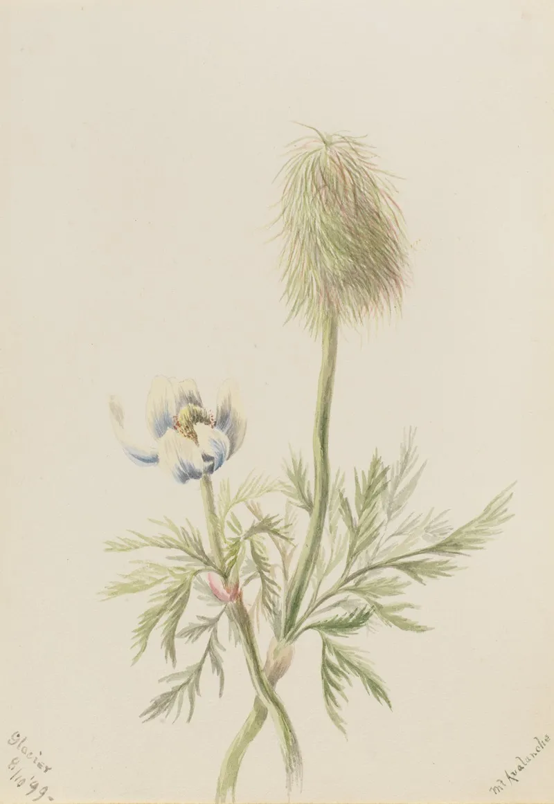 Pulsatilla Occidentalis