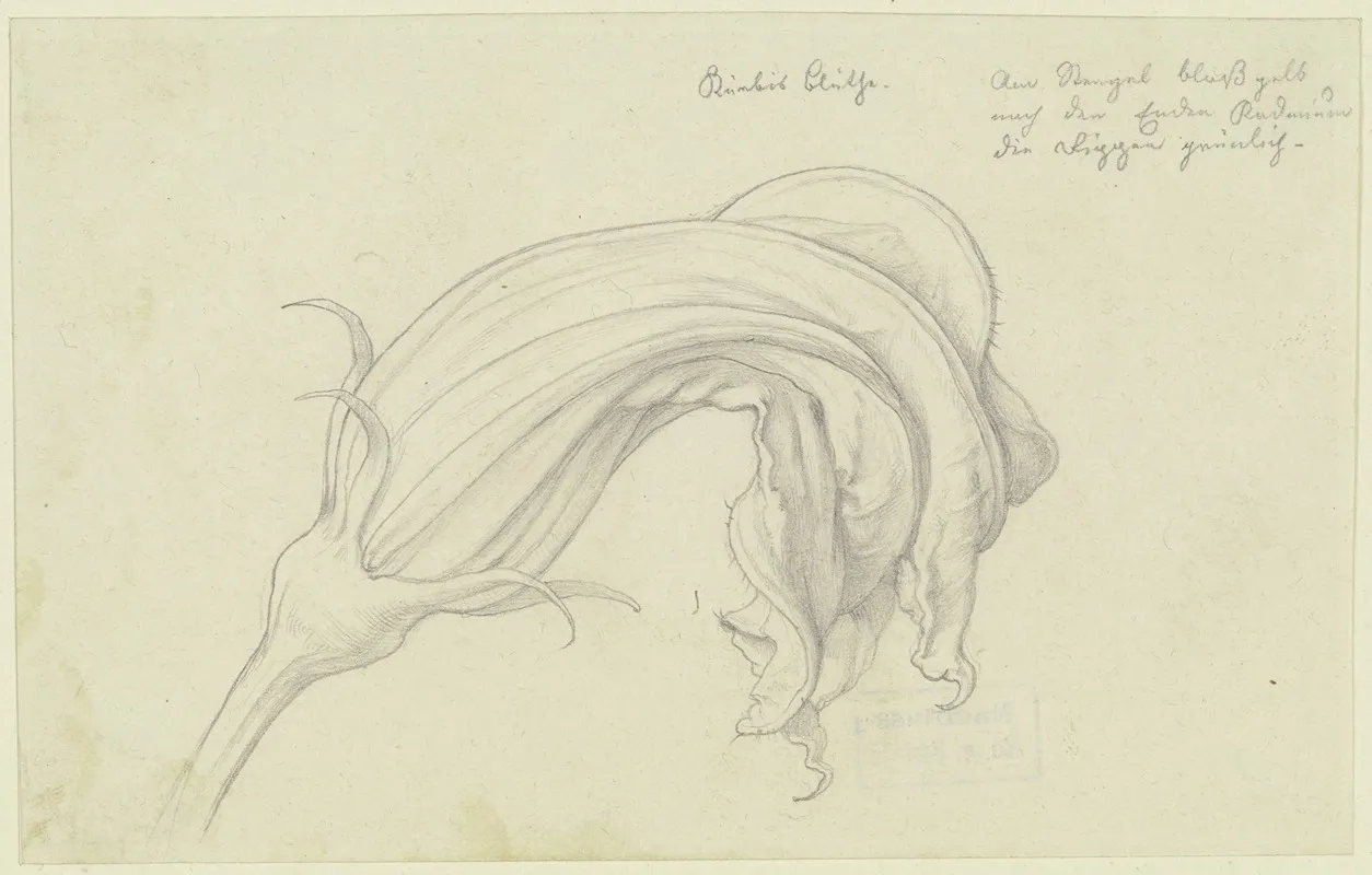 Pumpkin Blossom by Eduard von Steinle - Canvas Print