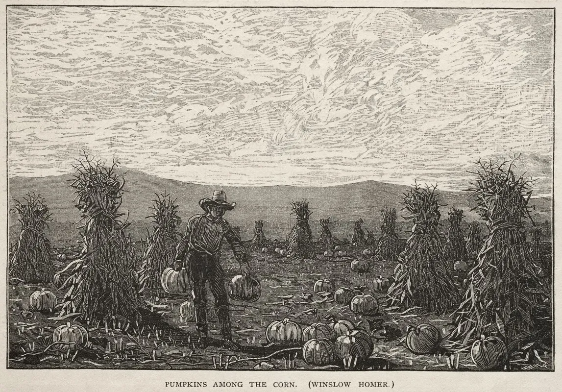 Pumpkins Among The Corn