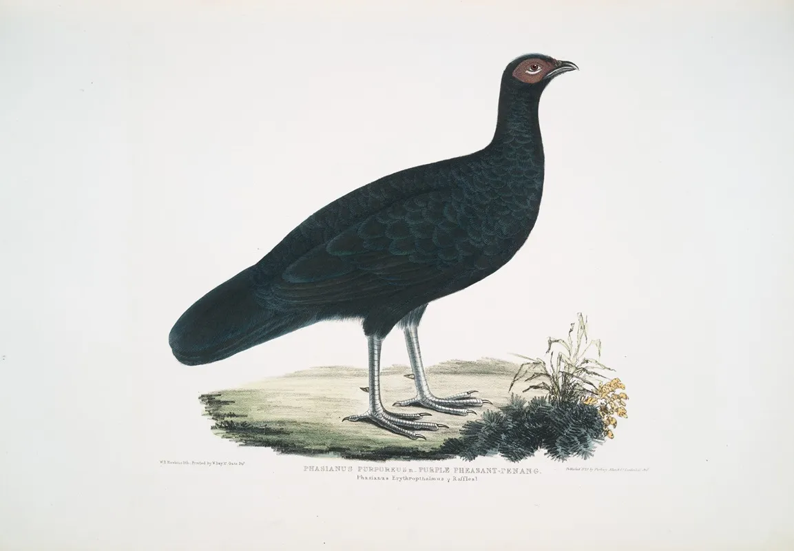 Puple Pheasant Phasianus Purpureus