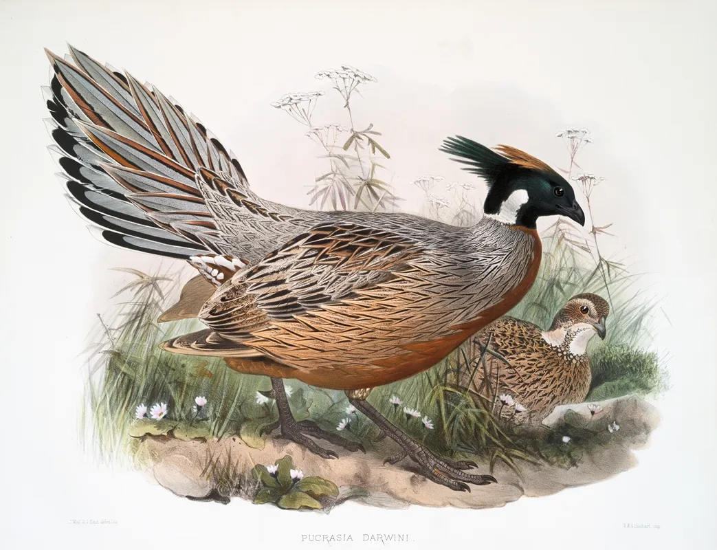 Purcasia Darwini 2 by Joseph Smit - Canvas Print