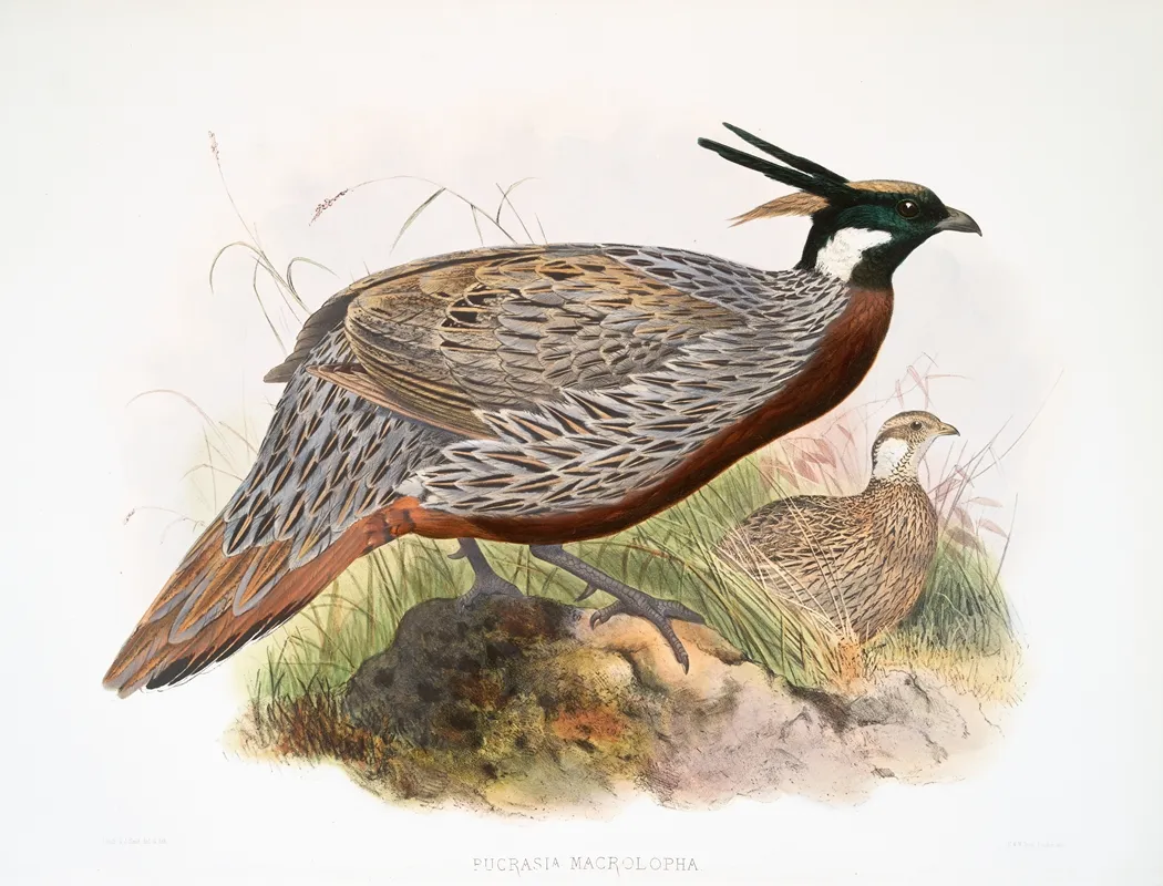 Purcasia Macrolopha 2 by Joseph Smit - Canvas Print