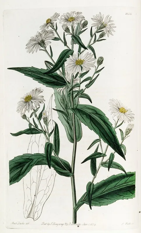 Pure White Lofty Aster by Sydenham Edwards - Canvas Print