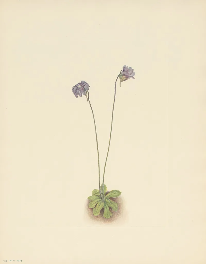 Purple Butterwort Pinguicula Elatior 3