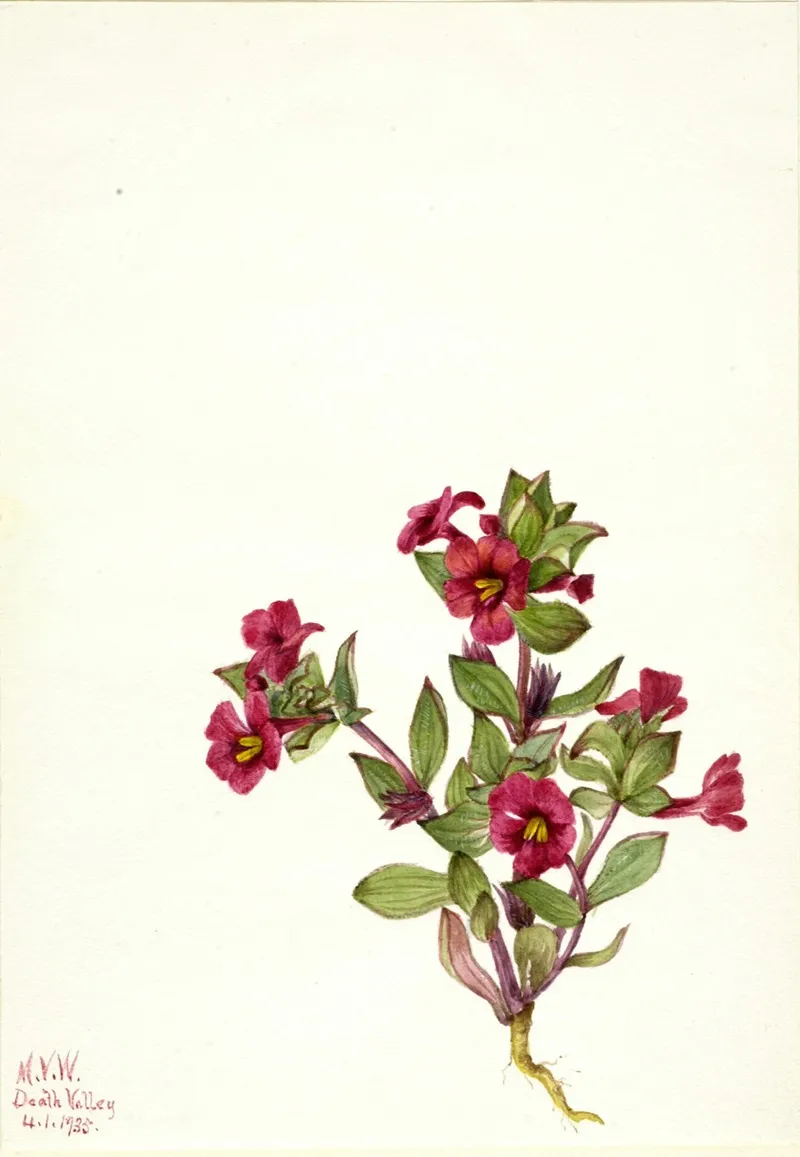 Purple Monkey Flower Mimulus Bigelovii