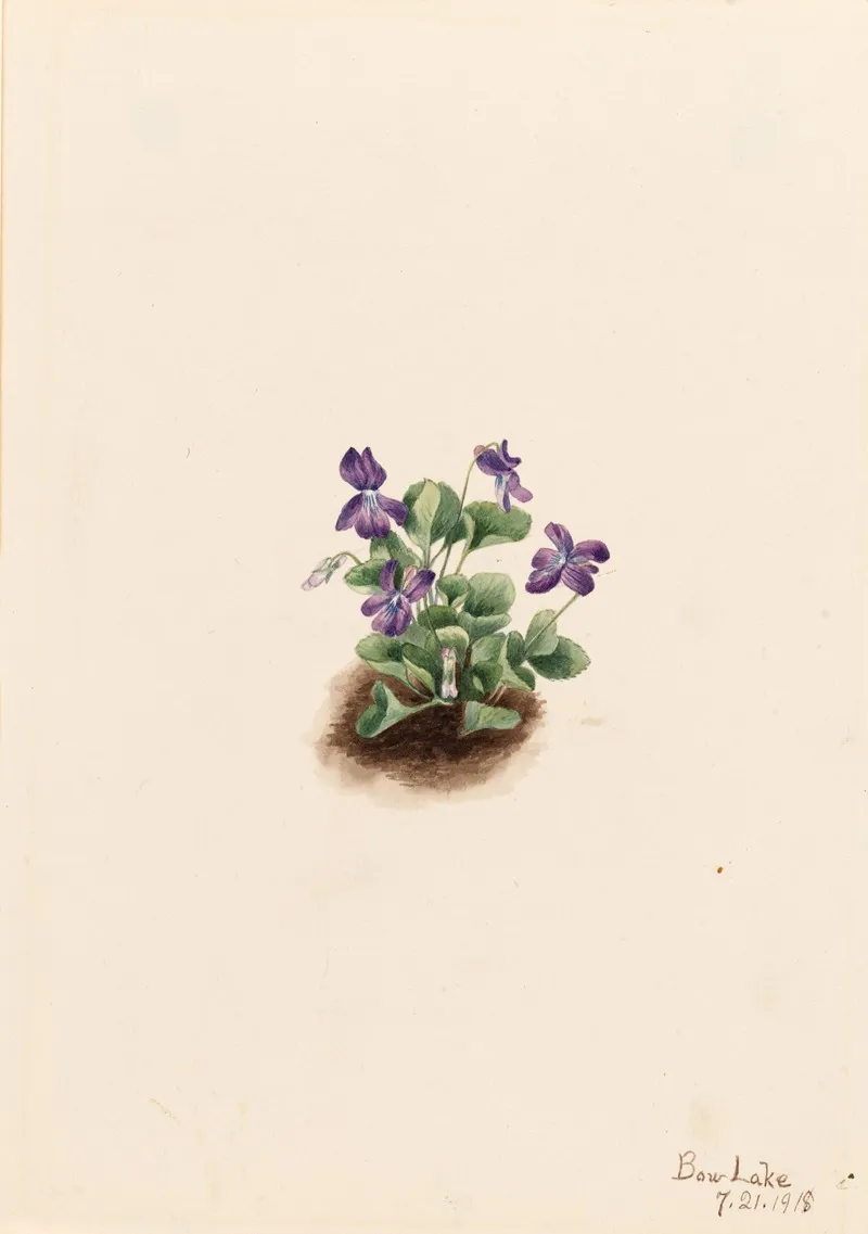 Purple Mountain Violet Viola Adunca 2