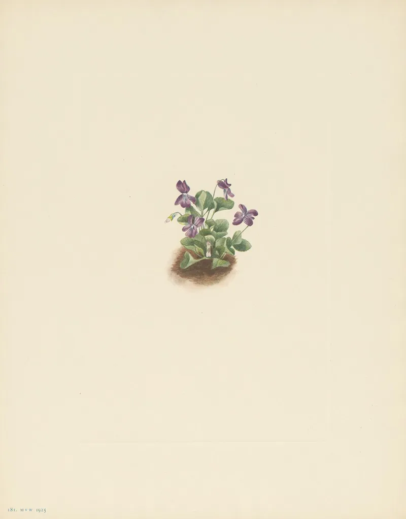 Purple Mountain Violet Viola Adunca 3