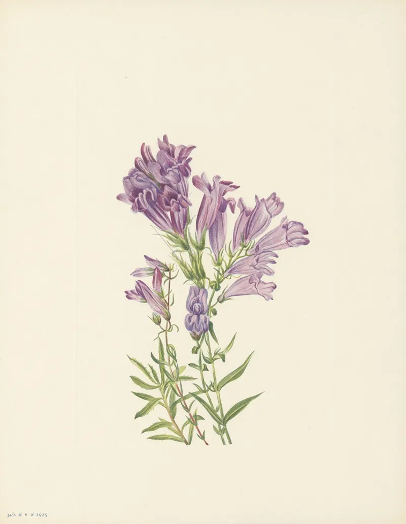 Purple Pentstemon Pentstemon Lyallii 3