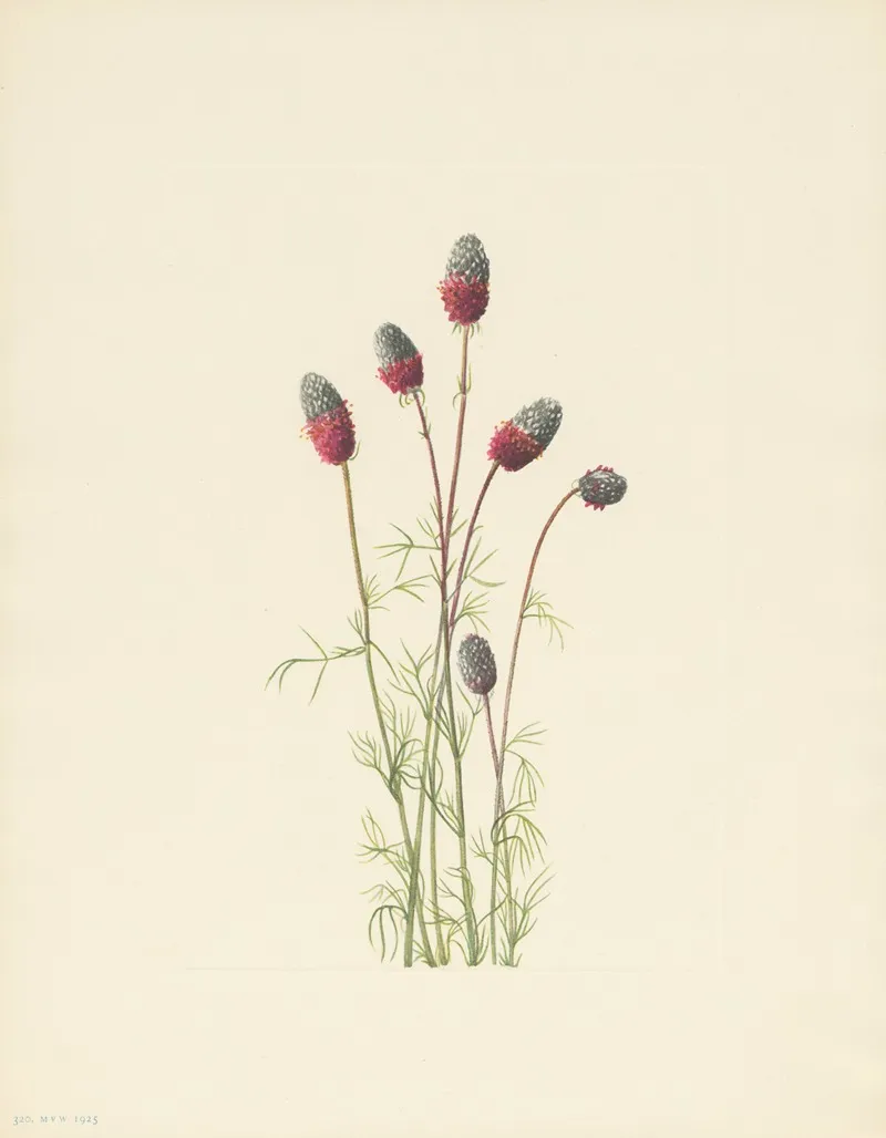 Purple Prairieclover Petalostemon Purpureum 3