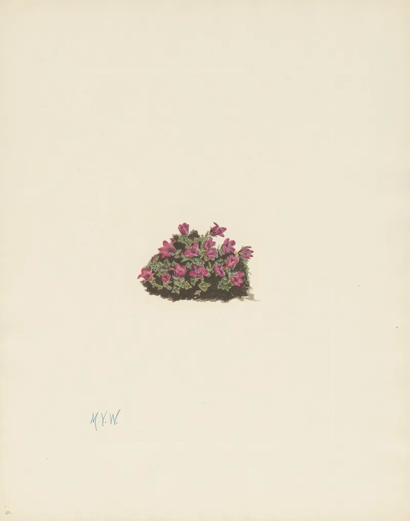 Purple Saxifrage Saxifraga Oppositifolia 3