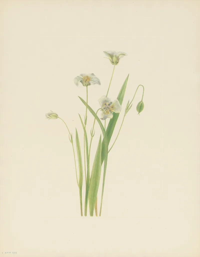 Pussy Ears Calochortus Elegans 3