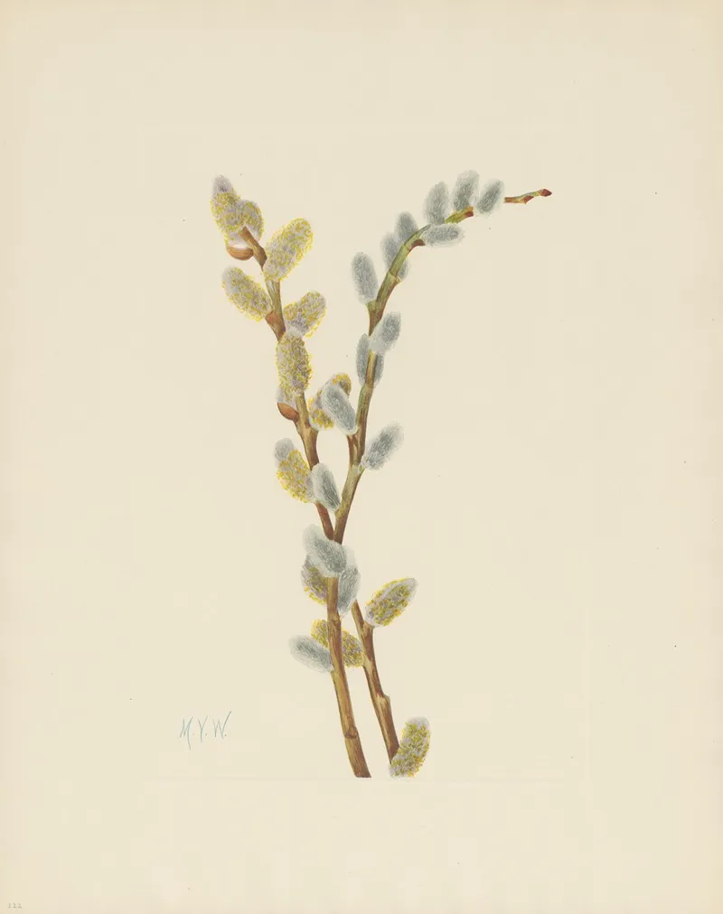 Pussy Willow Salix Discolor 3