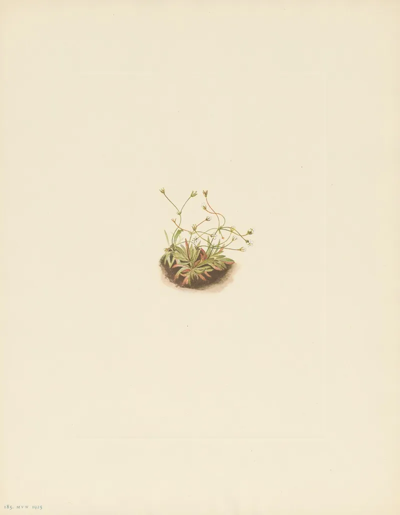 Pygmy Androsace Androsace Subumbellata 3