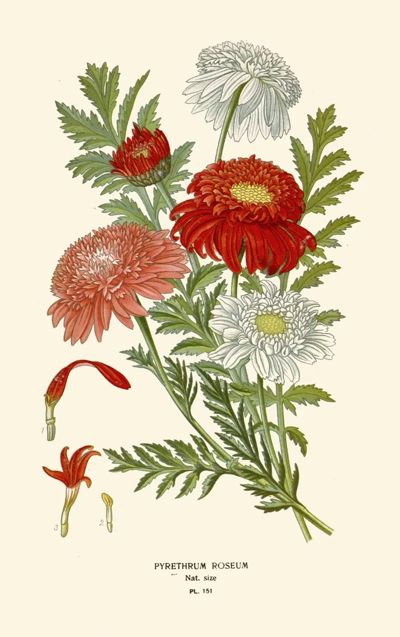Pyrethrum Roseum by Edward Step - Canvas Print