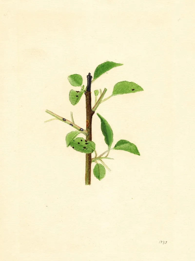 Pyrus Communis 5